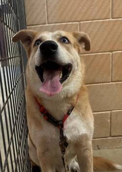Texaco -  Labrador Retriever and Siberian Husky Dog for Adoption in New Braunfels, Texas - Texaco | PetCurious