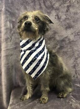 Rescue Schnauzer and Terrier Dogs for Adoption in Lodi, California - Dusty | PetCurious