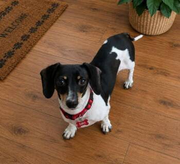 Dachshund Dogs Available for Adoption in Grand Prairie, Texas - BEN | PetCurious