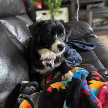 Sienna -  Border Collie and Australian Shepherd Dog for Adoption in Ada, Minnesota - Sienna | PetCurious