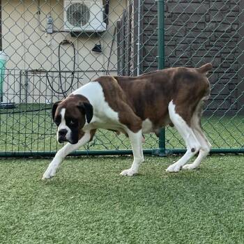 Boxer Dogs Available for Adoption in Loxahatchee Groves, Florida - Moxie 0591 | PetCurious