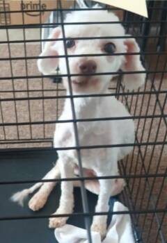 Harry -  Poodle Dog for Adoption in Thompson Falls, Montana - Harry | PetCurious
