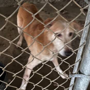 Rescue Mixed Breed Dogs for Adoption in Gadsden, Alabama - ELM 61 | PetCurious