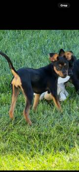 Gracie -  Chihuahua Dog for Adoption in Las Vegas, Nevada - Gracie | PetCurious