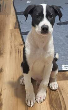 Banjo -  Hound and Boxer Dog for Adoption in Scottsburg, Indiana - Banjo | PetCurious