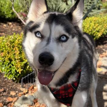 Cloud -  Siberian Husky Dog for Adoption in Issaquah, Washington - Cloud | PetCurious