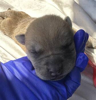 Rescue Mixed Breed Dogs for Adoption in Dallas, Texas - BLUEBERRY | PetCurious