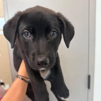 Dusty -  Labrador Retriever Dog for Adoption in Sand Springs, Oklahoma - Dusty | PetCurious
