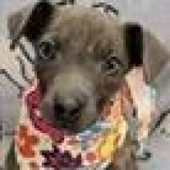 Massey -  Feist and Mixed Breed Dog for Adoption in Tampa, Florida - Massey | PetCurious