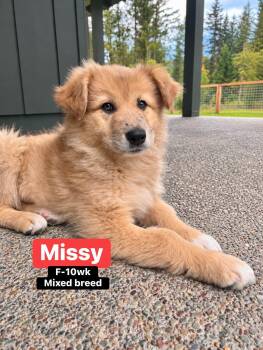 Missy -  Mixed Breed Dog for Adoption in Polson, Montana - Missy | PetCurious