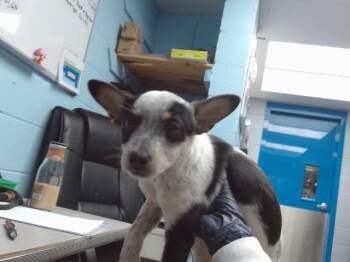 Australian Cattle Dog Blue Heeler and Mixed Breed Dogs Available for Adoption in Albuquerque, New Mexico - FRECKLES | PetCurious