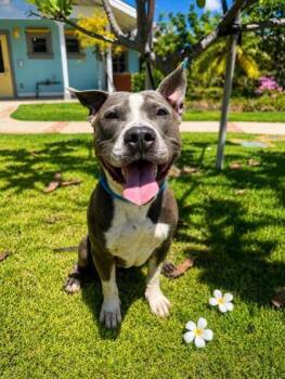 Dr Pepper -  Pit Bull Terrier and Mixed Breed Dog for Adoption in Honolulu, Hawaii - Dr Pepper | PetCurious