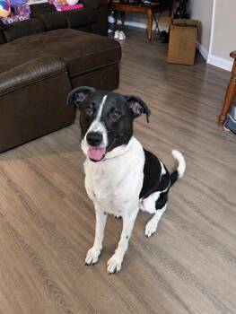 KIRBY - COURTESY LISTING -  Border Collie Dog for Adoption in Richmond, Virginia - KIRBY - COURTESY LISTING | PetCurious