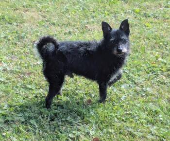 Pacer -  Scottish Terrier and Cairn Terrier Dog for Adoption in Kimberlin Heights, Tennessee - Pacer | PetCurious