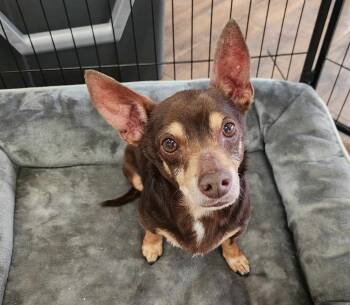 Rescue Chihuahua Dogs for Adoption in Troy, Alabama - Gizmo | PetCurious