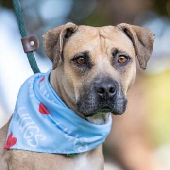 Angel -  Mixed Breed Dog for Adoption in Honolulu, Hawaii - Angel | PetCurious