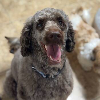 Rescue Poodle Dogs for Adoption in Houston, Texas - Molly Wolly | PetCurious
