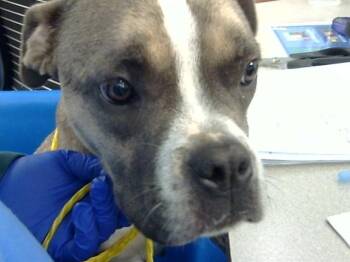 Mixed Breed Dogs Available for Adoption in Dallas, Texas - DOX | PetCurious