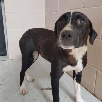 April -  Australian Cattle Dog Blue Heeler Dog for Adoption in Valley, Alabama - April | PetCurious