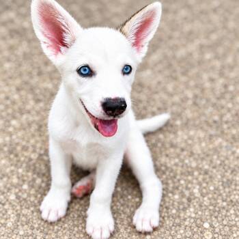 Skye -  Husky Dog for Adoption in Humble, Texas - Skye | PetCurious