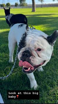 Rescue English Bulldog Dogs for Adoption in Tustin, California - Boris English BULL DOG | PetCurious