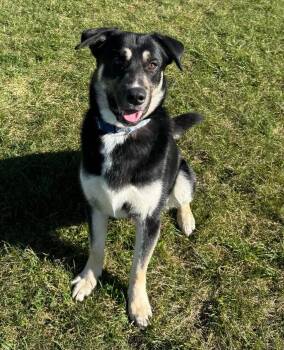 Thomas -  German Shepherd Dog Dog for Adoption in Alexandria, Minnesota - Thomas | PetCurious