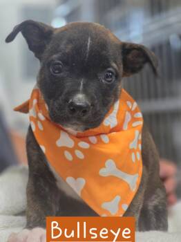 Bullseye -  American Bulldog Dog for Adoption in Walthill, Nebraska - Bullseye | PetCurious