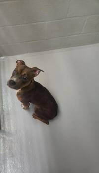 Terrier Dogs Available for Adoption - Crisco | PetCurious