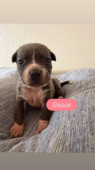 American Bully and American Staffordshire Terrier Dogs Available for Adoption in Dallas, Texas - Puppy P And Siblings | PetCurious