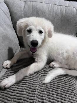 26-067 Cordelia -  Great Pyrenees Dog for Adoption in Richardson, Texas - 26-067 Cordelia | PetCurious