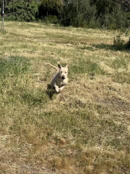 Irish Terrier Dogs Available for Adoption - Brandy | PetCurious