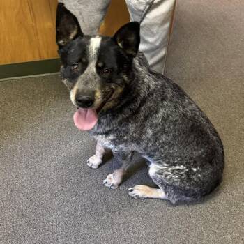 Australian Cattle Dog Blue Heeler Dogs Available for Adoption in Graham, Washington - BLUEY | PetCurious