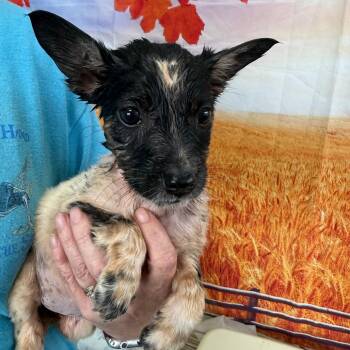 Mirri -  Border Collie and Australian Cattle Dog Blue Heeler Dog for Adoption in Normal, Illinois - Mirri | PetCurious