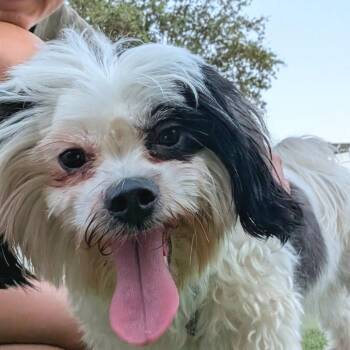 Coraline -  Shih Tzu Dog for Adoption in Tampa, Florida - Coraline | PetCurious