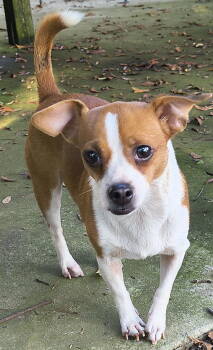 Rescue Chihuahua and Dachshund Dogs for Adoption in Baileyton, Alabama - Annie | PetCurious