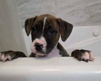 Pit Bull Terrier and Boxer Dogs Available for Adoption - Salami | PetCurious