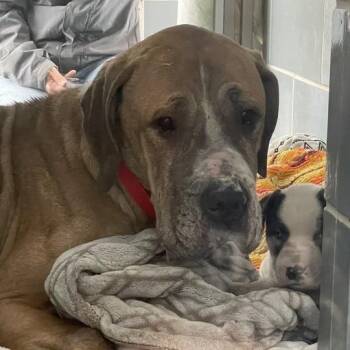 Cane Corso Dogs Available for Adoption in Northbrook, Illinois - Princess Leia | PetCurious