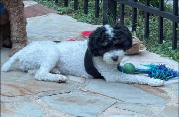 Zeppelin -  Miniature Poodle Dog for Adoption in Anniston, Alabama - Zeppelin | PetCurious