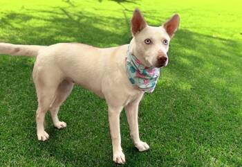 TINA -  German Shepherd Dog and Siberian Husky Dog for Adoption in Fort Lauderdale, Florida - TINA | PetCurious