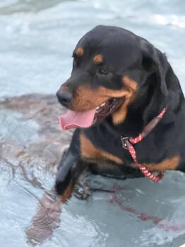 Meeka -  Rottweiler Dog for Adoption in Ramona, California - Meeka | PetCurious