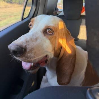 Buford C-34116 -  Basset Hound Dog for Adoption in Oklahoma City, Oklahoma - Buford C-34116 | PetCurious