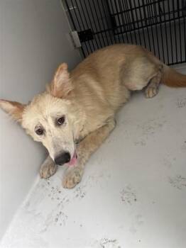 A662023 -  Siberian Husky and Mixed Breed Dog for Adoption in Houston, Texas - A662023 | PetCurious