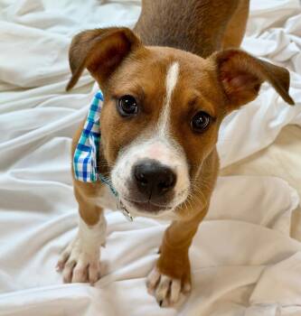 Mixed Breed Dogs Available for Adoption in Columbia, Illinois - Pez | PetCurious
