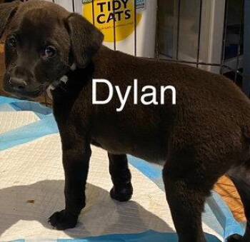 Dylan -  Labrador Retriever Dog for Adoption in Newport, Kentucky - Dylan | PetCurious