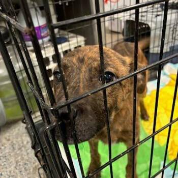 Cristina -  Mixed Breed Dog for Adoption in Jeffersonville, Indiana - Cristina | PetCurious