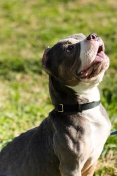 Mixed Breed Dogs Available for Adoption in West Chester, Pennsylvania - Pascal | PetCurious