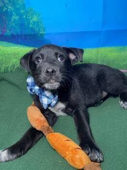 Labrador Retriever and Husky Dogs Available for Adoption in Barnhart, Missouri - Luca | PetCurious