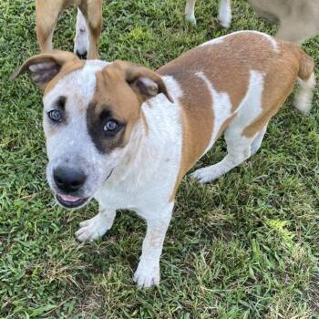 Rapp -  Pit Bull Terrier Dog for Adoption in Pembroke, Massachusetts - Rapp | PetCurious