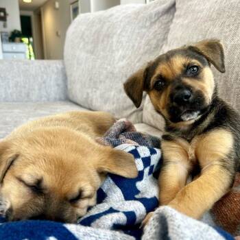 Shepherd Dogs Available for Adoption - Billie | PetCurious