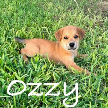 Ozzy -  Golden Retriever and German Shepherd Dog Dog for Adoption in Plainfield, Connecticut - Ozzy | PetCurious